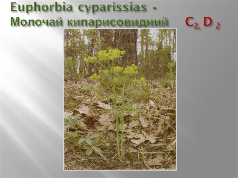 Euphorbia cyparissias -  Молочай кипарисовидний    C2, D 2